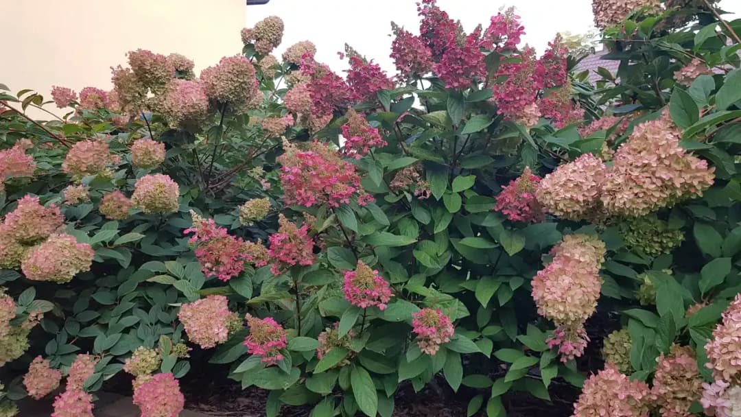 Kiedy odkryć hortensje, aby uniknąć przymrozków i zapewnić zdrowie roślinom